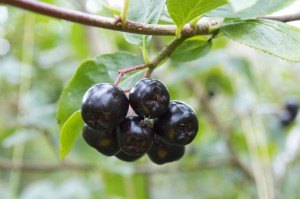 Owoce czarnej aronii